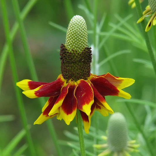 Mexican Hat Seeds - 400 Count - Great Cut Flower - Ratibida columnifera - GroCo USA - Free Shipping on 15+