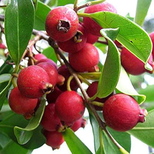 Strawberry Guava Seeds - 50+ Count - Tropical Fruit Planting - Psidium cattleianum - USA