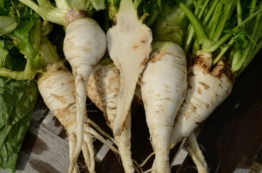 Shogoin Turnip Seeds - Japanese Salad - Non-GMO - Various Sizes - Brassica rapa