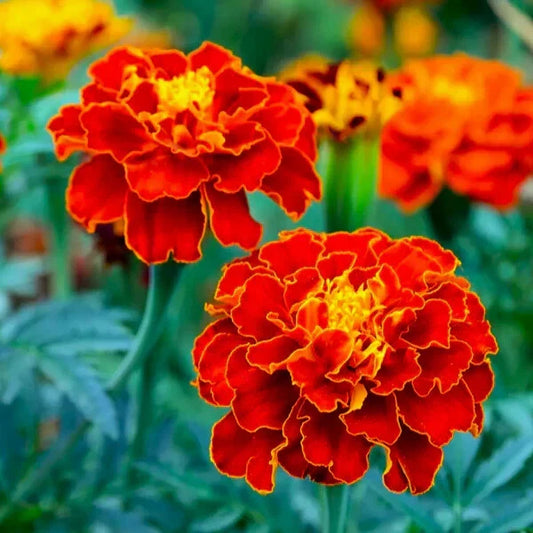 Red Cherry Marigold Seeds - 25+ Pack - Tagetes patula - Ideal for Garden Planting - USA Grown