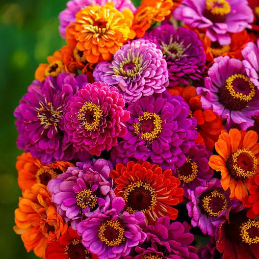 Zinnia Seeds - Purple Dream Mix with Red Double Blooms - 100 Seeds - Perfect for Butterflies & Hummingbirds