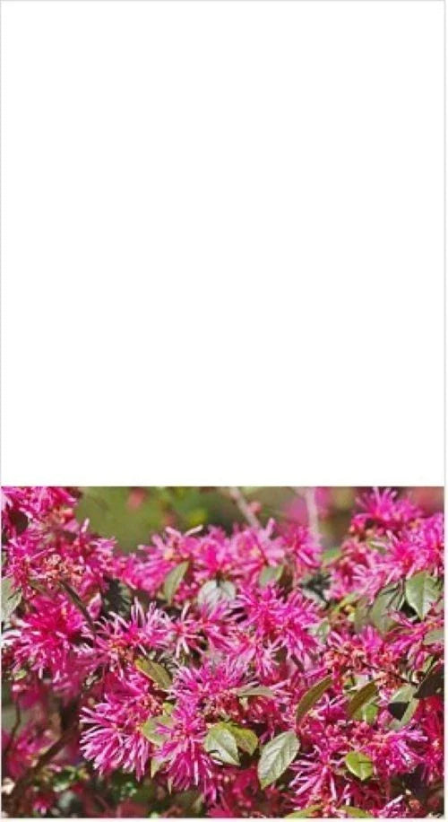 Loropetalum Shrub 3" Plum Delight - Flowering Live Plant, Loropetalum chinense
