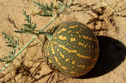 Colocynth Bitter Apple Seeds - 15 Seeds - Citrullus colocynthis - Bitter Cucumber Vine of Sodom