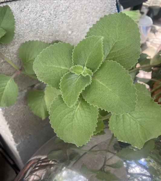 Cuban Oregano Plants - 3 Rooted Plants + 10 Bonus Leaves - Mexican Mint, Spanish Thyme - Plectranthus amboinicus