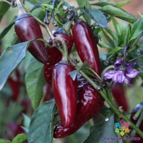 Purple Jalapeno Hot Pepper Seeds - 25+ Pack for Garden Planting - Capsicum annuum - USA