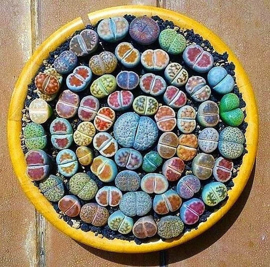 Mixed Lithops Succulent Seeds, 100 Pcs, Lithops Pseudotruncatella, Colorful Succulent Seeds for Home Garden