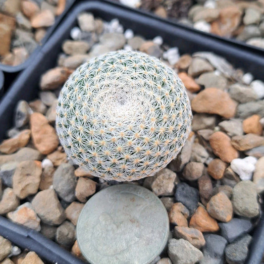 Mammillaria Microthele Bare Root Cactus | Unique Succulent Plant for Indoor or Outdoor Use