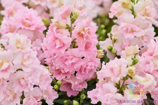 Twinny Rose Snapdragon Seeds - 1000+ Seeds for Garden Planting - Antirrhinum majus - USA Grown