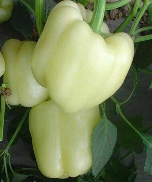 White Bell Pepper Seeds - 30+ Rare Sweet Culinary Seeds - Capsicum annuum - Free Shipping