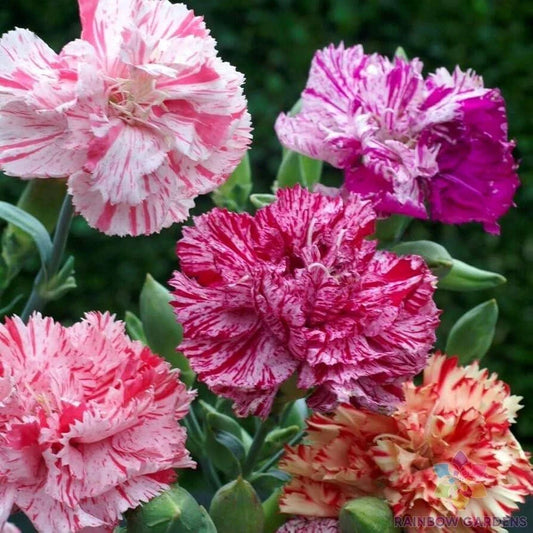 Double Picotee Mix Carnation Seeds - 200+ Pack - Garden Flower Seeds - Dianthus caryophyllus - USA