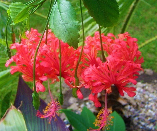 Rooted Hibiscus Schizopetalus Starter Plant - Chinese Lantern - Ships Bare Root