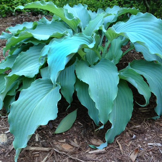 Hosta Plant Neptune Variety in 5.25" Pot - Award-Winning Perennial for Shade (2023 AHGA Hosta of the Year)
