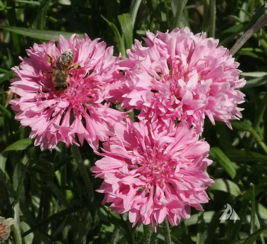 Cornflower Seeds 400 Count Tall Pink Heirloom Flower Centaurea cyanus Non-GMO for Bees