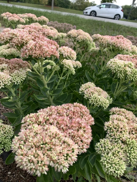 Sedum Autumn Joy Bare Root Plant | Pink Flowers | Attracts Bees | Perennial Ground Cover Plant