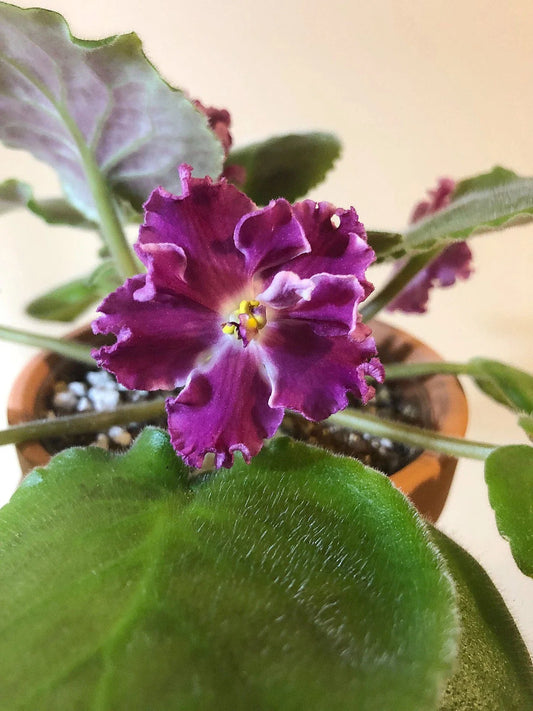 Rare African Violet Starter Plant - Amadeus - Red-Raspberry Blooms with White Edge - Saintpaulia