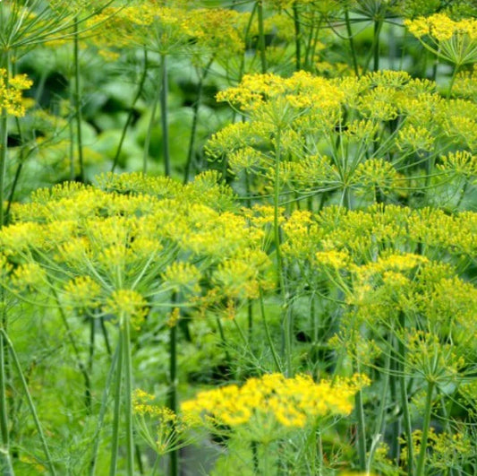 Dill Seeds - 500 Non-GMO Seeds for Cooking - Popular Host Plant for Bees, Butterflies, and Birds - Anethum graveolens
