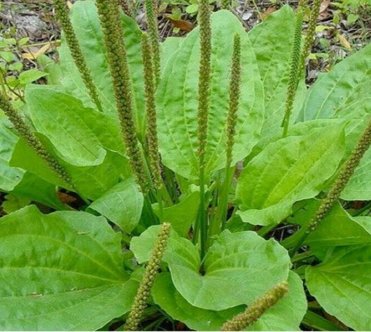 Plantain Seeds 300+ Count - Plantago Major Herb - Perennial Garden - Ideal for Teas - Free Shipping