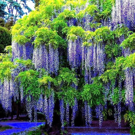 Chinese Blue Wisteria Seeds - 10 Pack - Hardy Flowering Vine - Wisteria sinensis for Bonsai and Garden