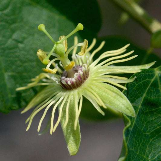 Yellow Passion Flower Vine Starter Plant - Fragrant Passiflora caerulea, Rooted, Ideal for Trellises and Garden Decor