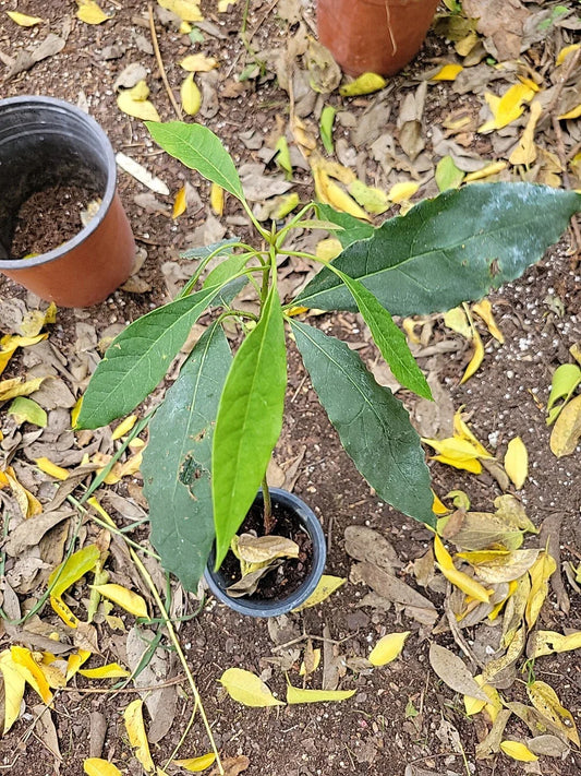 Dwarf Cold Hardy Avozilla Avocado Tree - Delicious Flavor, Persea americana