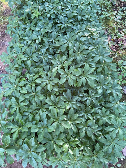 Pachysandra Ground Cover Plants - 100 Bare Root Plants - Evergreen Perennial - Shade Tolerant (Pachysandra terminalis)