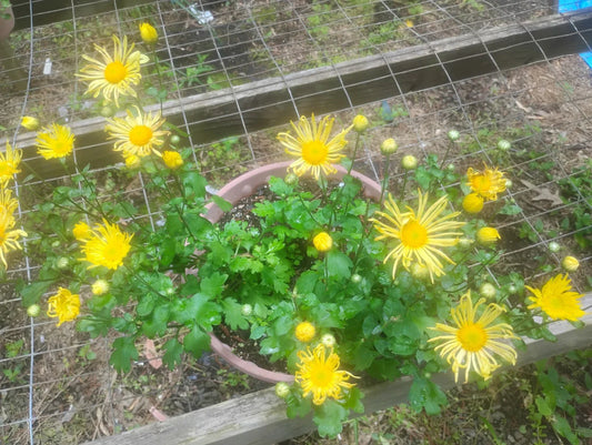 Well Rooted Mammoth Quilled Yellow Mums - Hardy Perennials - Chrysanthemum morifolium - Buy 2 Get 1 Free!