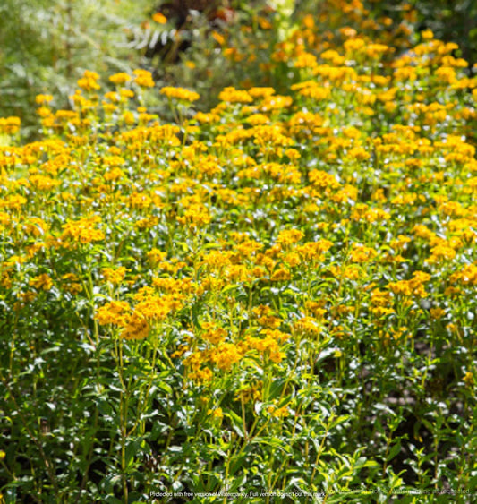 Mexican Mint Marigold Seeds 100+ | Tagetes Lucida | Medicinal Herb Spice & Flower