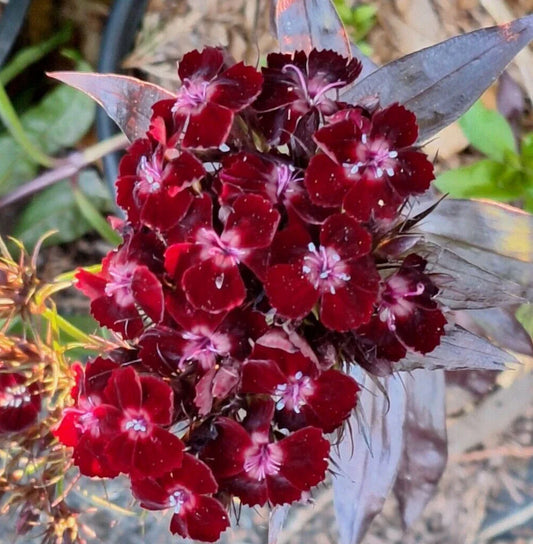 Sweet William Seeds 100 Count, Black Adder Variety, Maroon Leaves, Dianthus, Pinks