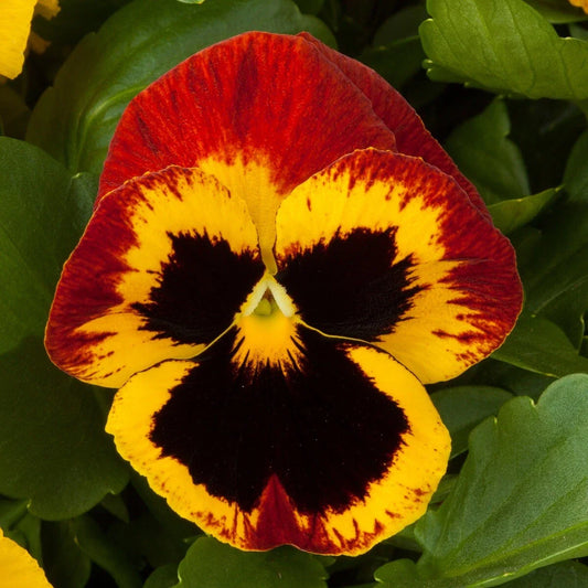 Pansy Seeds - 50 Majestic Giant Fire Flower Seeds - Viola wittrockiana