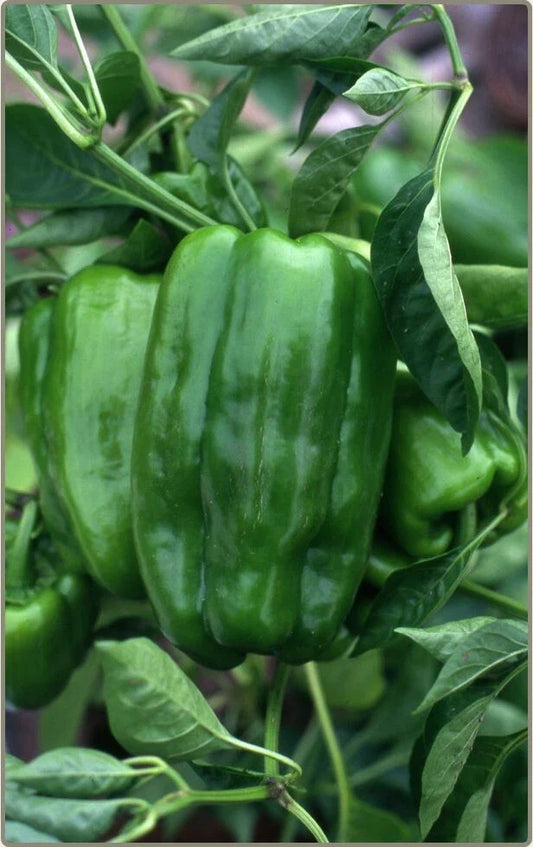 Big Bertha Sweet Pepper Seeds - 25 Non-GMO Heirloom Seeds - Capsicum annuum
