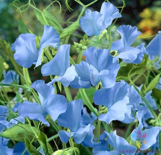 Cheshire Blue Sweet Pea Seeds - 50+ Count - Heirloom Garden Seeds - Lathyrus odoratus - USA - Free Shipping