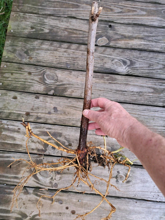 American Elderberry Plants - Two Rooted Plants - Sambucus canadensis - Healthy Starter Plants for Home Garden