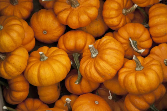 Jack Be Little Pumpkin Seeds - 15+ Miniature Non-GMO - Tiny Orange Pumpkins - Cucurbita pepo - USA Free Shipping