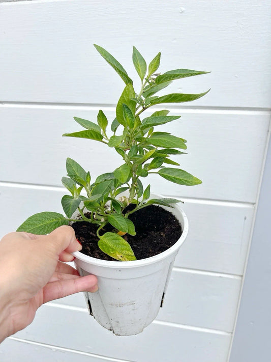 Pepino Melon Plant 10" Pot - Ginseng Fruit, Live Rooted Plant (Solanum muricatum) - 2x Healthy Seedlings