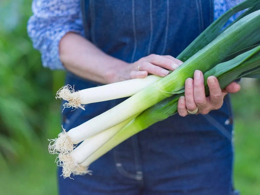 Large American Flag Leek Onion Seeds - Organic Heirloom - Non-GMO - 500+ Seeds - Perfect for Home Gardening