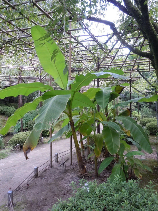 Musa Basjoo Banana Tree - Cold Hardy Variety - Tropical Plant for Gardens and Landscaping