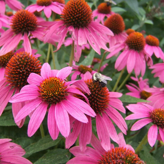 Pink Coneflower Seeds - 200+ Pack - Echinacea purpurea - Garden Planting - USA - Free Shipping