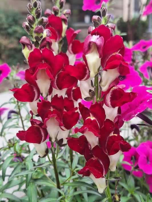 Snapdragon Seeds - 200 Count - Deep Red with White Throat - Antirrhinum majus
