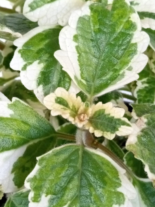 Variegated Swedish Ivy Plant - Live Rooted Plectranthus Coleoides - Indoor Houseplant for Home Decor