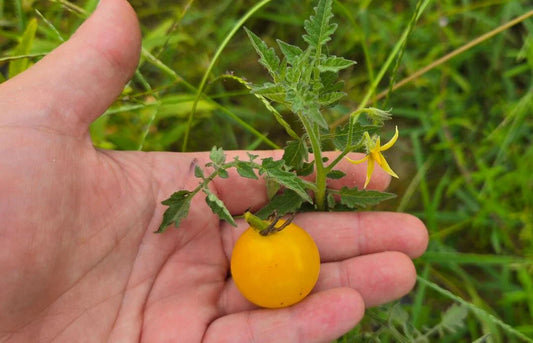 White Cherry Tomato Seeds | 15 Pack | Solanum lycopersicum | Yellow Grape Variety | Florida Grown