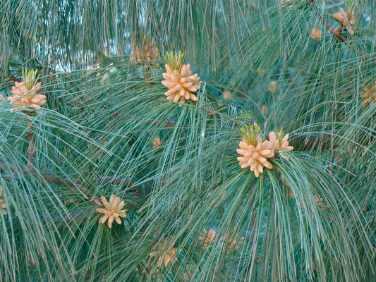 Himalayan White Pine Seeds, 20 Pack, Pinus wallichiana, Drought-Resistant Evergreen Tree Seeds for Gardening