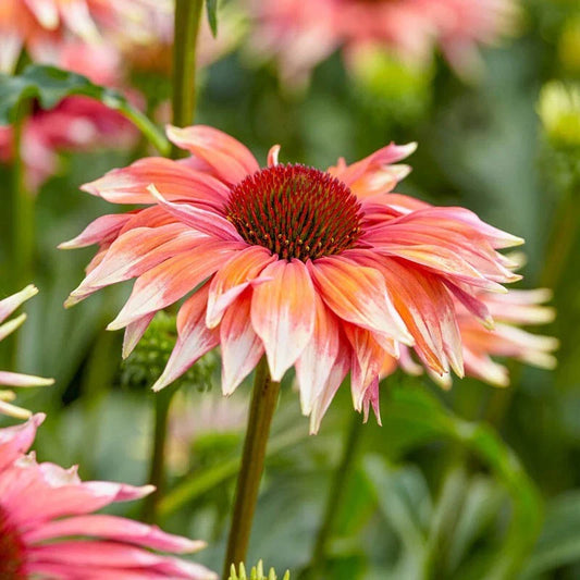 Meadow Mama Coneflower Daisy Seeds - 200+ Seeds for Garden - Echinacea purpurea - USA Grown, Free Shipping