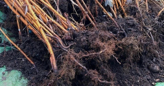 10 Pack Bare Root Killarney Raspberry Plants - Huge Hearty Summer Bearing Variety (Rubus idaeus)