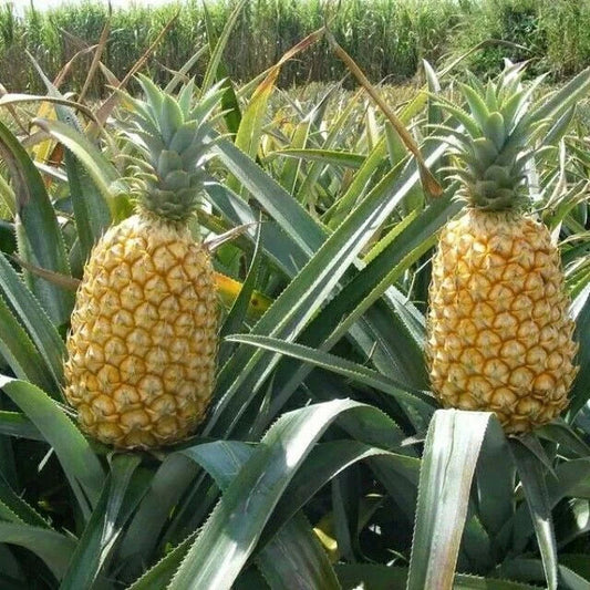 Queen Pineapple Seeds - 15+ Pack for Garden Planting - Ananas comosus - USA Grown, Free Shipping