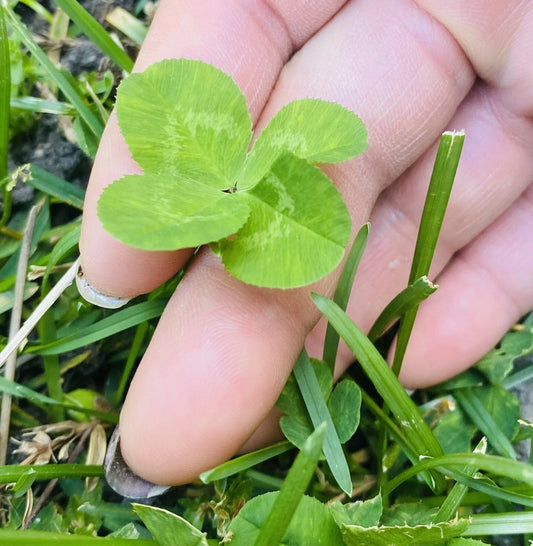 Rare 4 Leaf Clover Plant - Genuine Hand-Picked Lucky Gift - Fast Shipping - Trifolium repens