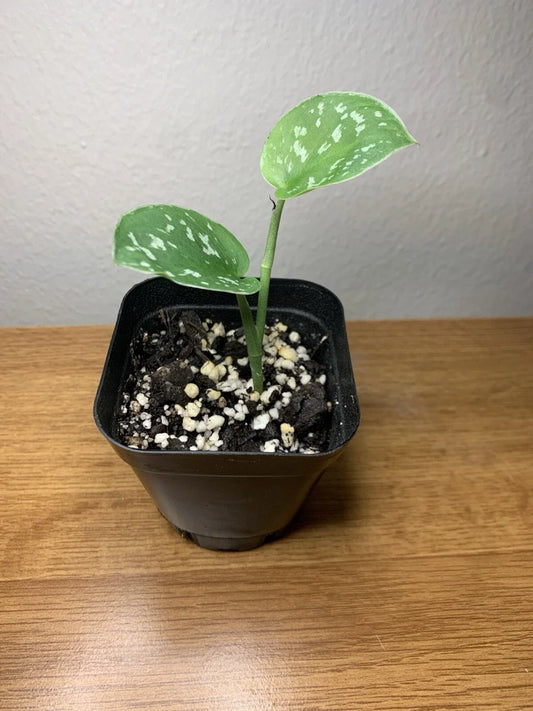 Satin Pothos Plant | Fully Rooted | 2” Pot | Scindapsus Pictus