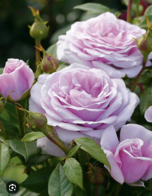5 Baby Pink Fragrant Cuttings, 6 Inch Long, Ideal for Propagation, Perfect for Gardening, Indoor or Outdoor Use