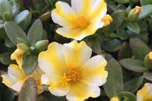 LEMON TWIST Portulaca Oleracea - Colorful Purslane Succulent - US Seller