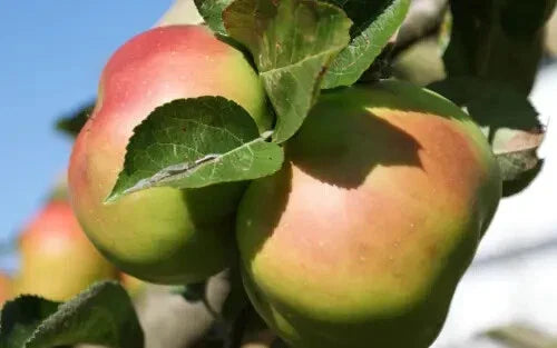 Bramley's Seedling Apple Seeds - 25+ Pack for Garden Planting - Malus domestica - USA