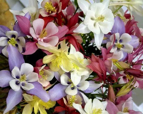 Columbine Seeds Mix, 401 Seeds, All Colors & Varieties, Aquilegia, Shade-Loving Flowers